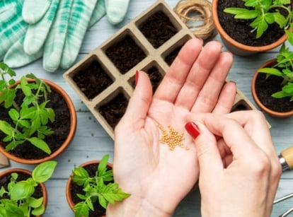 An overhead and close-up shot of a person's hands holding a small pile of yellow seeds, showcasing january seed starting calendar