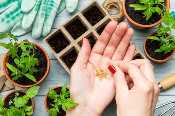 An overhead and close-up shot of a person's hands holding a small pile of yellow seeds, showcasing january seed starting calendar