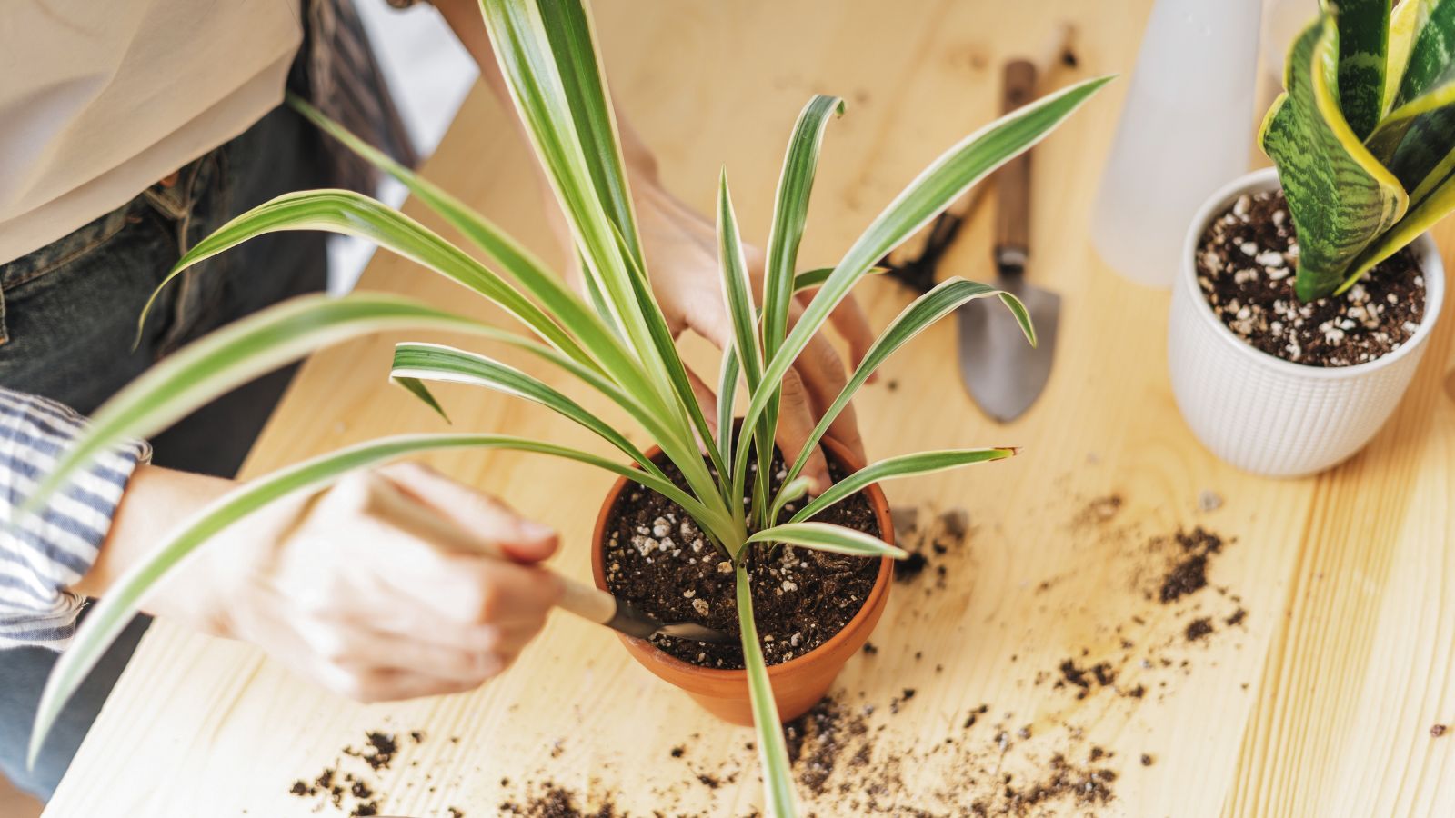 An overhead and close-up shot of a person's hands in the process of changing the soil of a potted indoor  foliage, all situated in a well lit area indoors