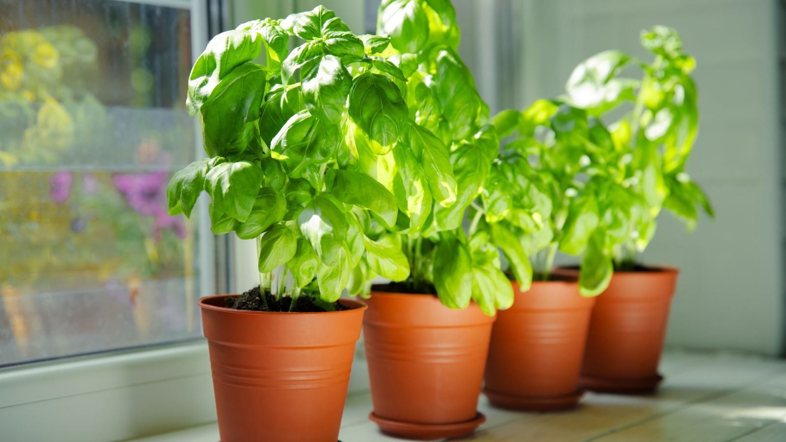 A close-up shot of a small composition of potted aromatic herbs called Basil, placed near a window indoors