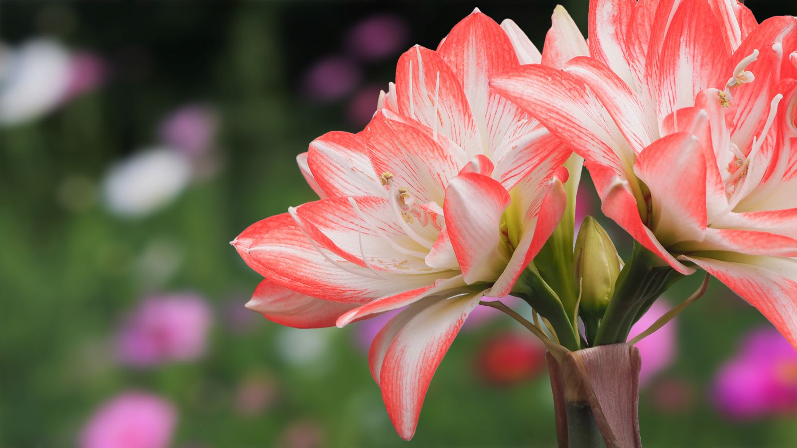 A close-up shot of double bloomed fragrant flowers called Blossom Peacock, showcasing their delicate patterning with reddish-pink to white ombre hues