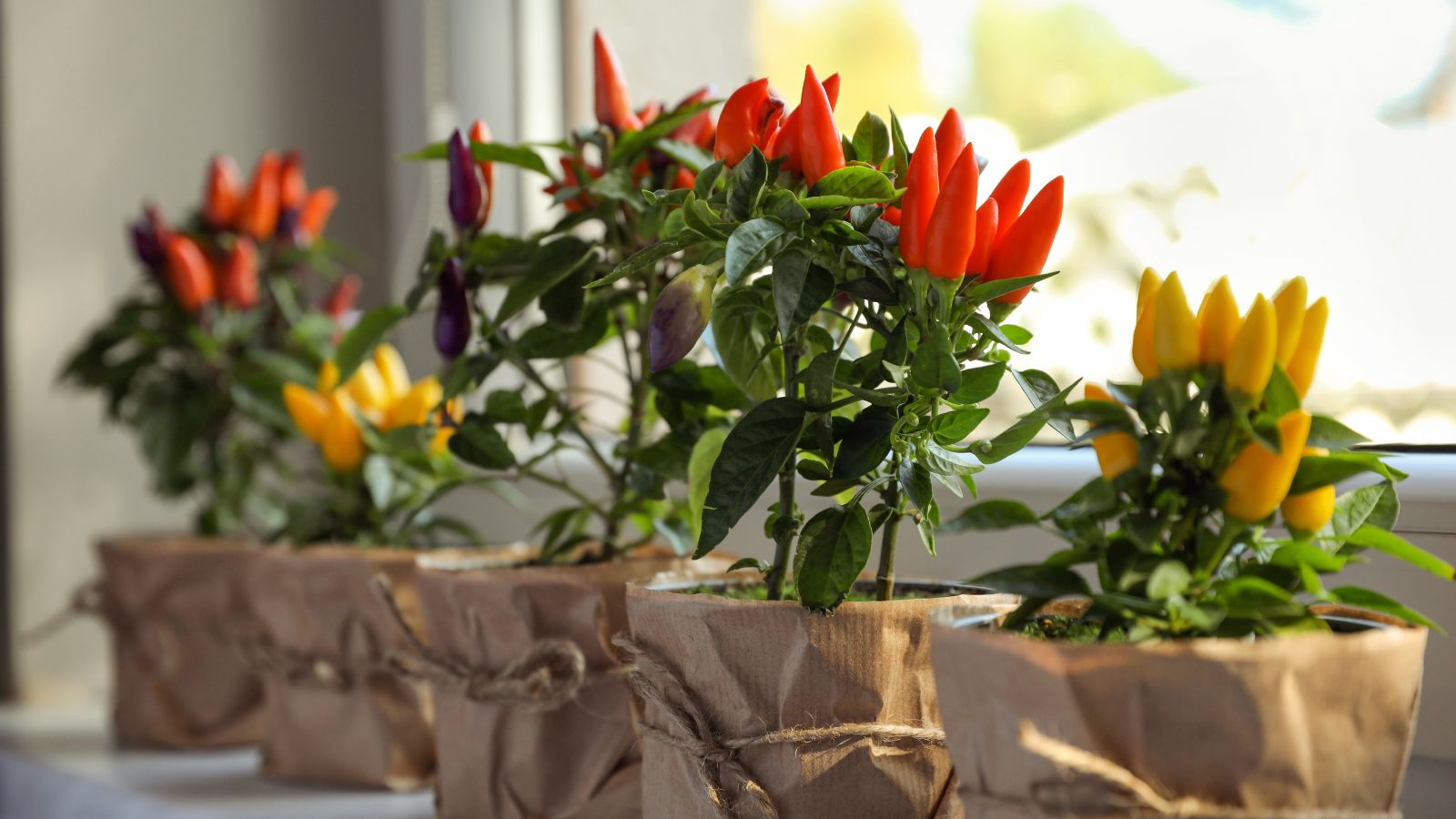 A close-up shot of several potted crops called Chilli pepper plants, all placed near a window, in a well lit area indoors