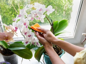 Clean orchid leaves as a person uses a spray bottle and a piece of cloth to wipe the plant's leaves placed near the window, the plant blooming flowers