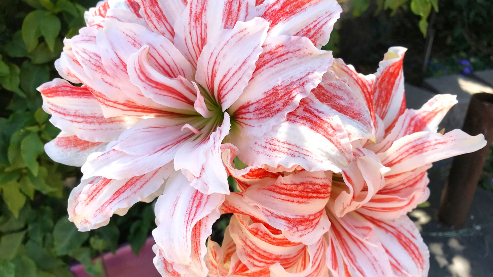 A close-up shot of a small composition of luscious blooms with alternating white and striped red patterns of the Dancing Queen variety of fragrant flowers