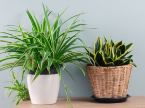 Houseplants refresh air, including spider plants and snake plants grown in containers placed indoors against a pale blue wall