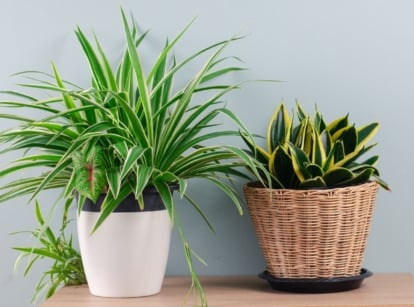 Houseplants refresh air, including spider plants and snake plants grown in containers placed indoors against a pale blue wall