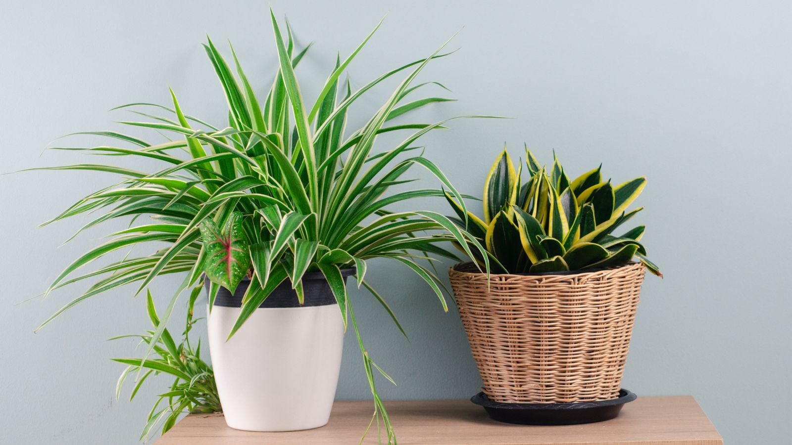 Houseplants refresh air, including spider plants and snake plants grown in containers placed indoors against a pale blue wall