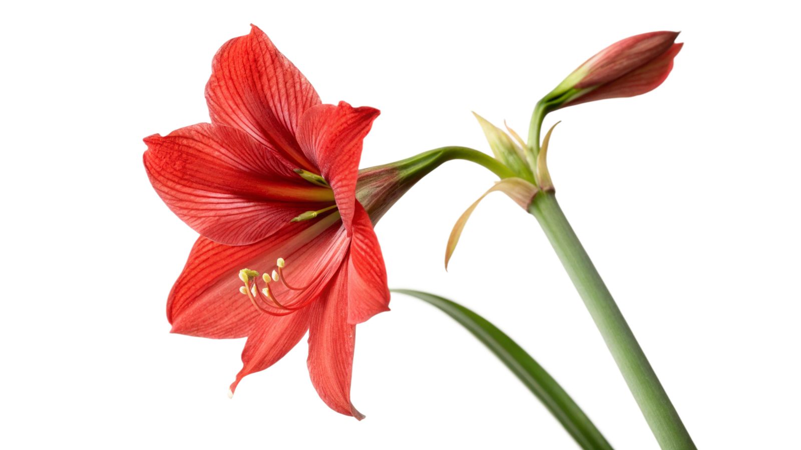 A close-up and isolated shot of a vibrant red colored, fragrant flower alongside its green stem called the Misty, a variety of fragrant flowers