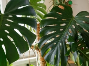 A close up shot of large leaves of the Monstera care mistakes, showing the shiny green surface with a sunny room in the background