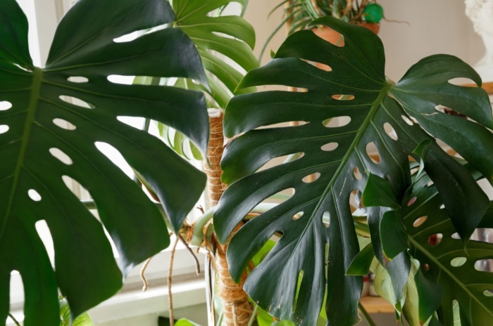 A close up shot of large leaves of the Monstera care mistakes, showing the shiny green surface with a sunny room in the background