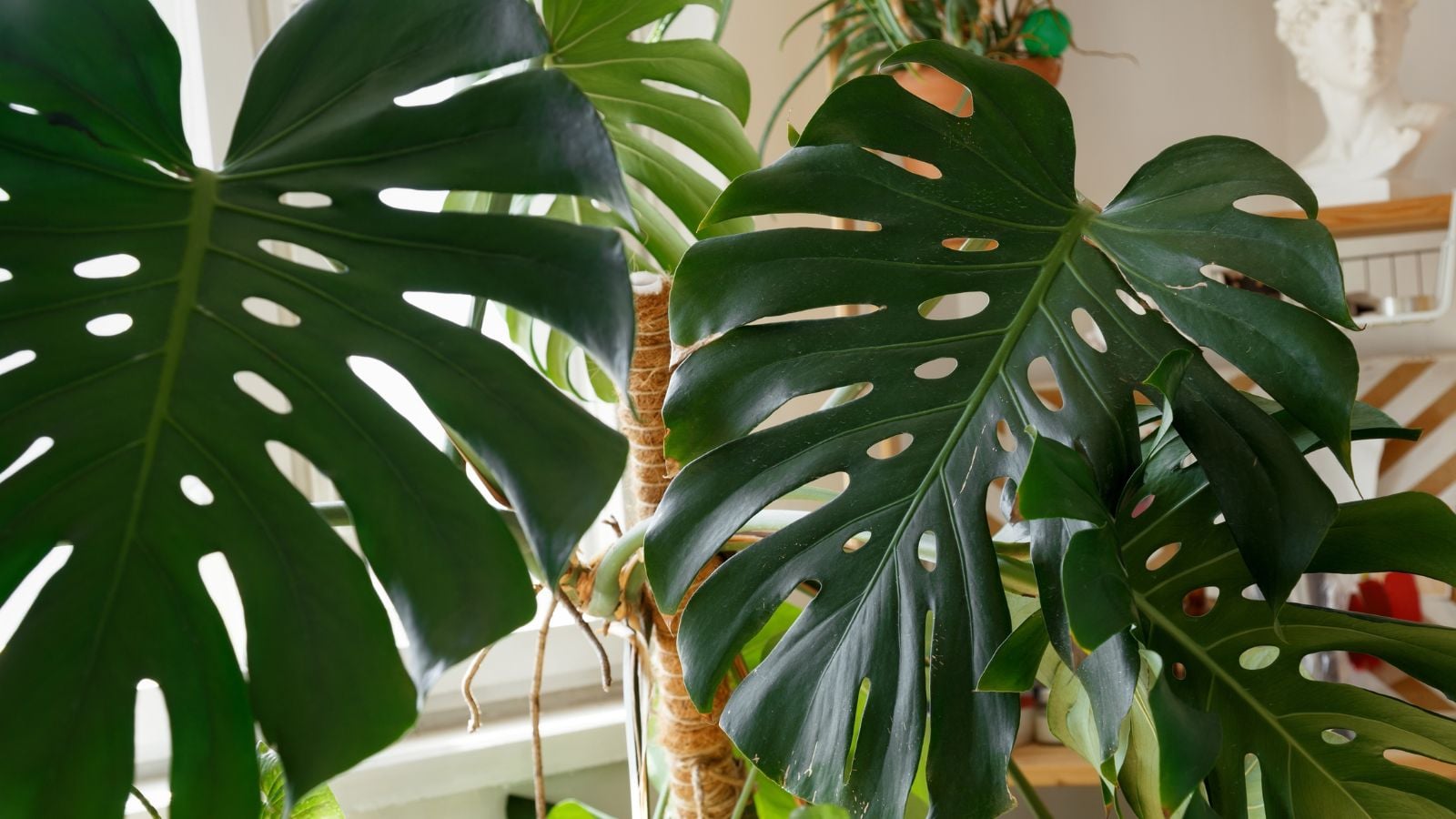 A close up shot of large leaves of the Monstera care mistakes, showing the shiny green surface with a sunny room in the background