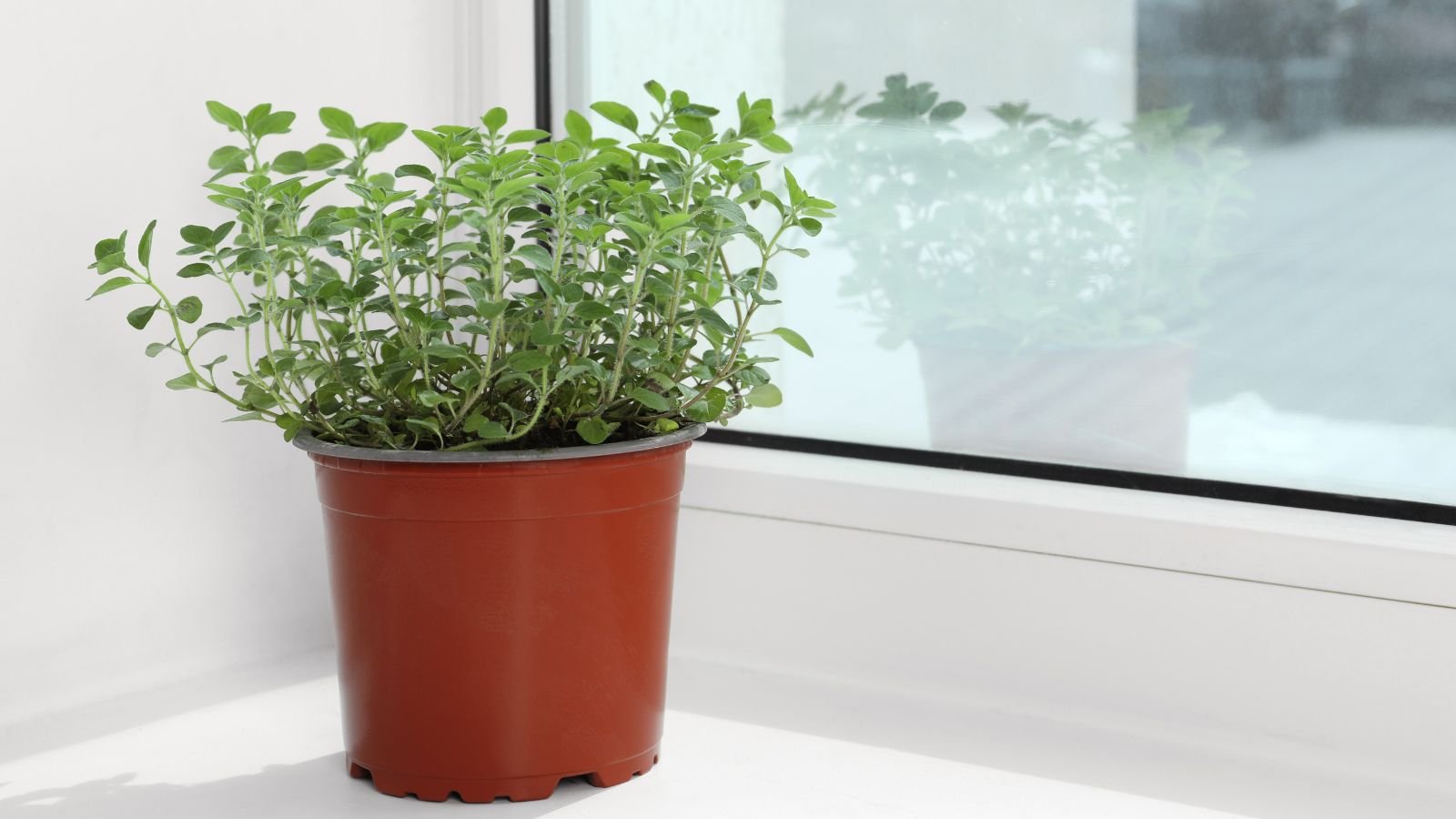A close-up shot of a potted aromatic herb called Oregano, placed near a window in a well lit area indoors