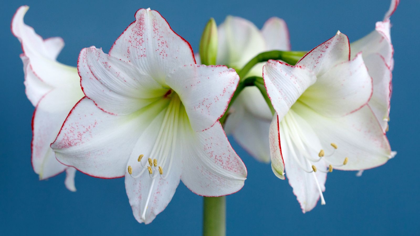 A close-up shot of white colored flowers with red edges and a light-green center of the Picasso variety of fragrant flowers