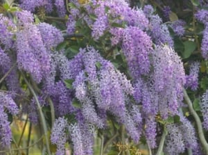 Knowing how to prune wisteria january, showing lush purple blooms dangling off a tall shrub surrounded by green foliage showing wisteria during its blooming season