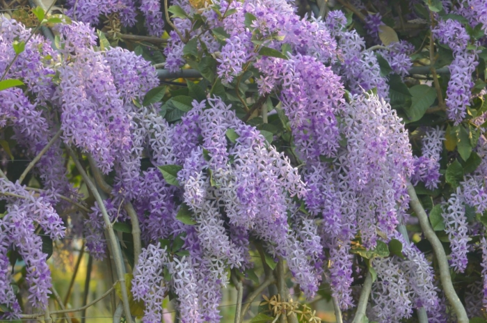Knowing how to prune wisteria january, showing lush purple blooms dangling off a tall shrub surrounded by green foliage showing wisteria during its blooming season