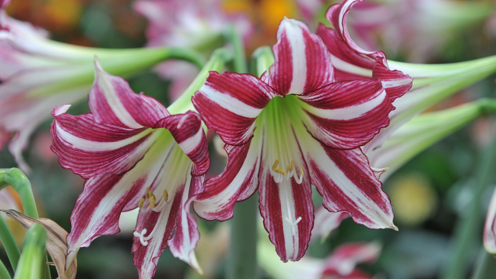 A close-up shot of several developing white flowers with raspberry colored flowers called Santiago, all situated in a well lit area outdoors