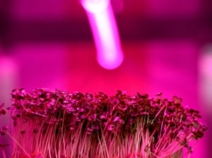 Seed starting under lights, showing purple lights placed a top a layer of sprouts with rounded green leaves and whitish stems