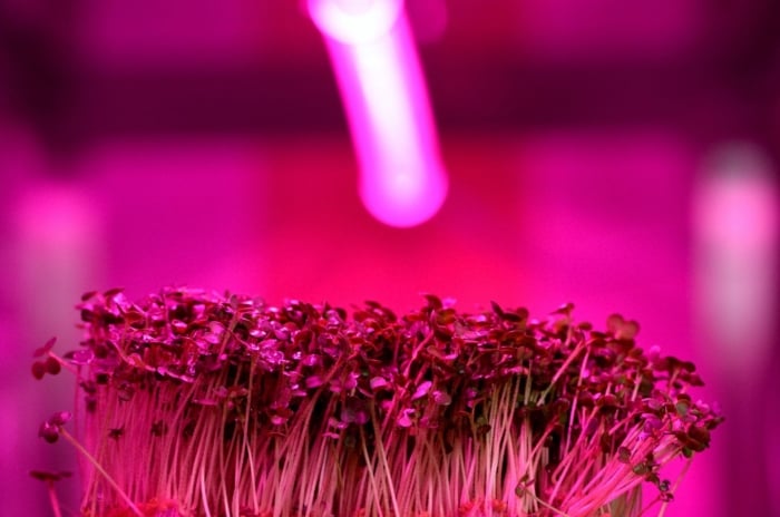 Seed starting under lights, showing purple lights placed a top a layer of sprouts with rounded green leaves and whitish stems