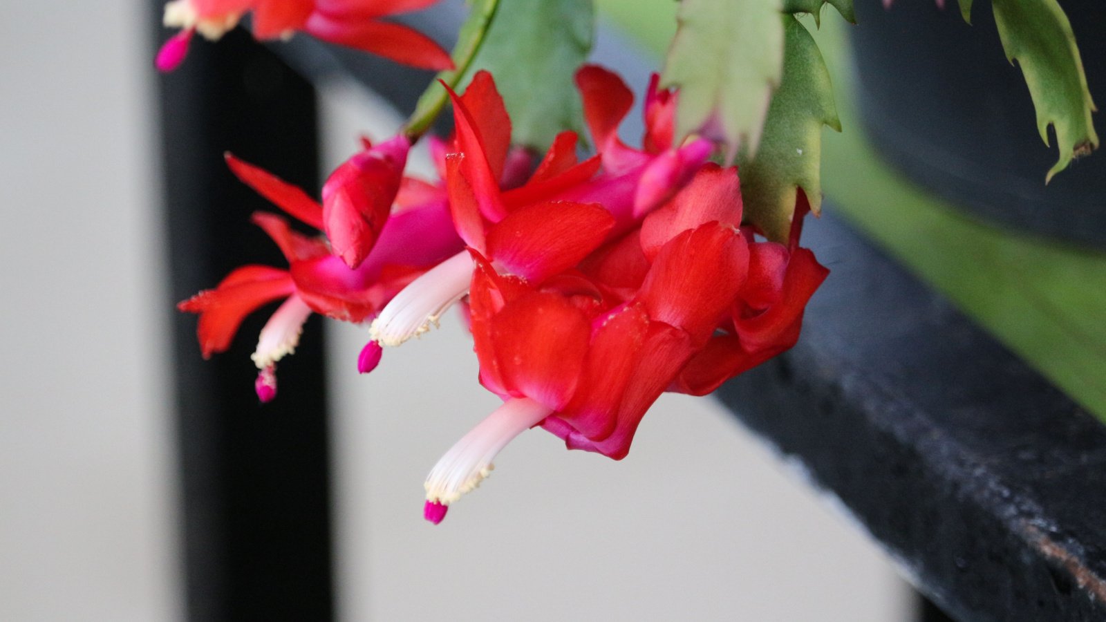 A close-up and overhead shot of a composition of pinkish-red colored flowers, growing on flat segmented green stems of the Ascot variety, placed on a white pot indoors