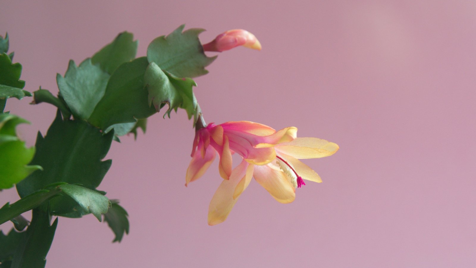 A close-up shot of a composition of vibrant yellow and pink colored blooms on green stems of the Christmas Flame variety of succulent plant
