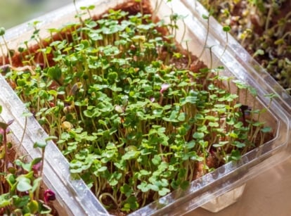 Trays of sprouts with yellow floppy microgreens , separated in multiple trays placed near the window with warm bright sunlight coming in