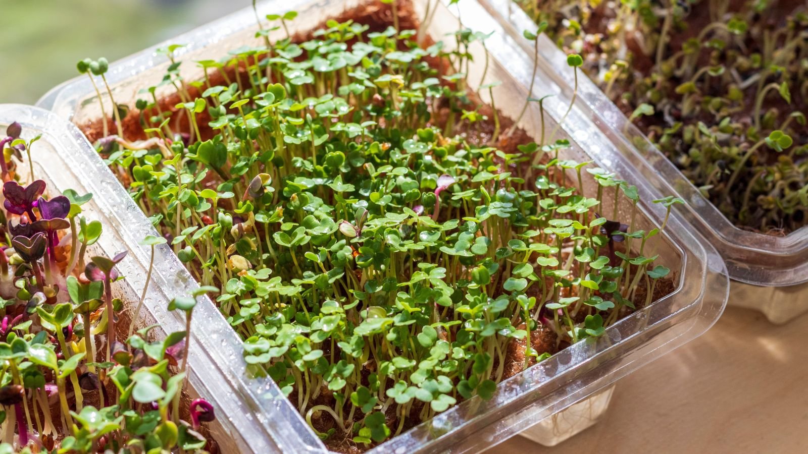 5 Easy Fixes for Yellow, Floppy Microgreens 5 Easy Fixes for Yellow, Floppy Microgreens
