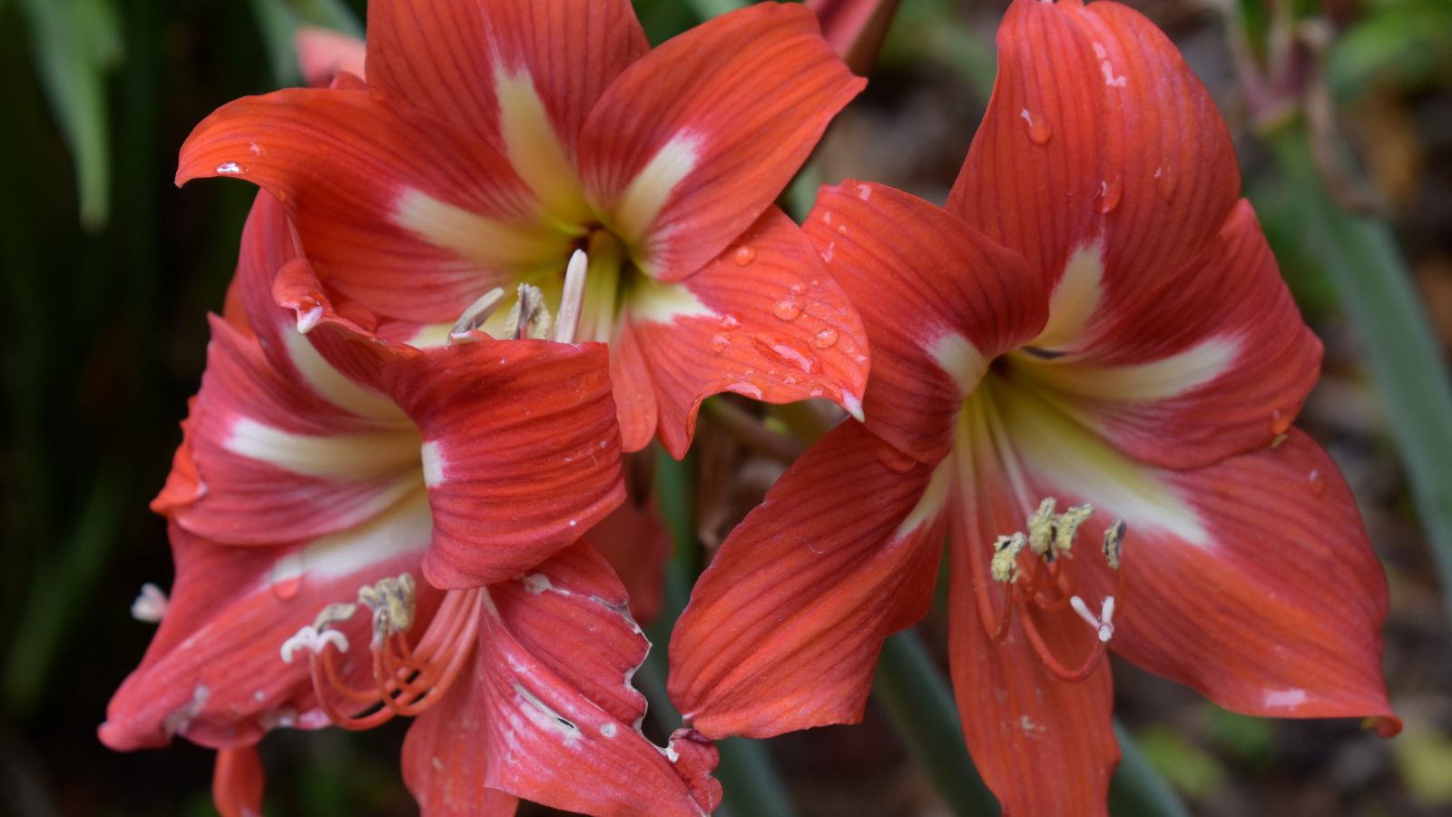 A close-up shot of a small composition of developing orangey-red colored blooms of a variety of fragrant flowers called Voodoo