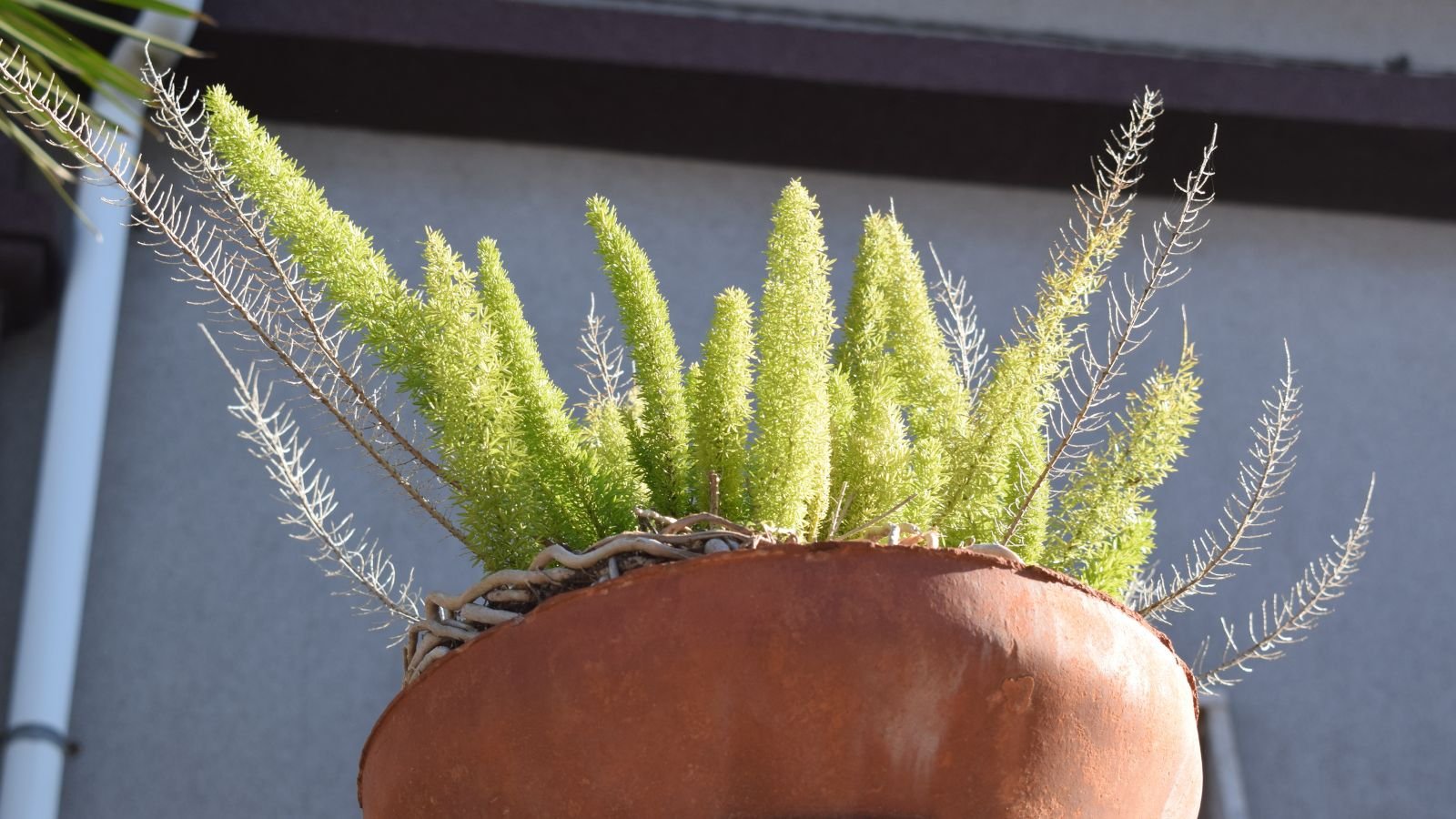 A base angle shot of a pot filled with a composition of plants, all situated in a well lit area outdoors