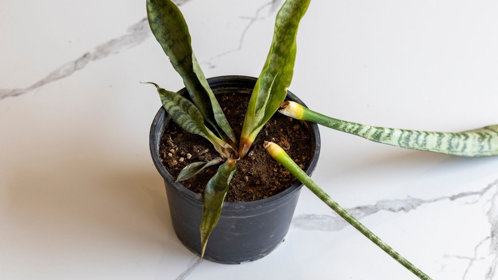 A close-up and overhead shot a rotting and wilting houseplant, placed on a black colored pot with overly moist soil, all situated indoors