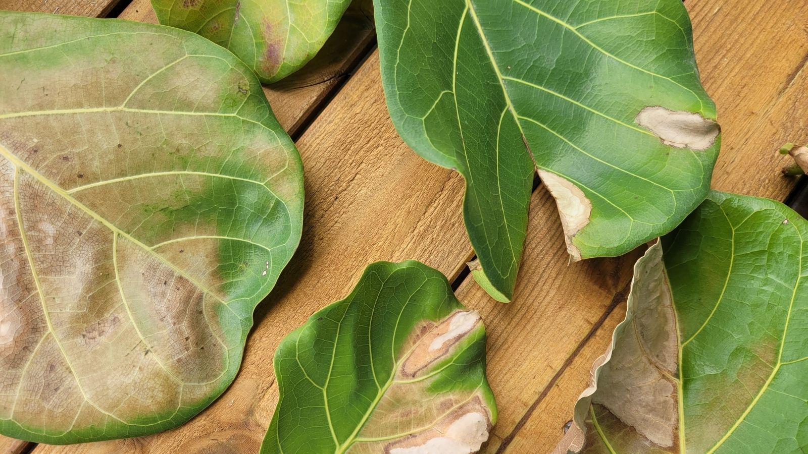 A close-up and overhead shot discarded diseased and damaged foliage of a houseplant, all situated on a wooden surface in a well lit area indoors