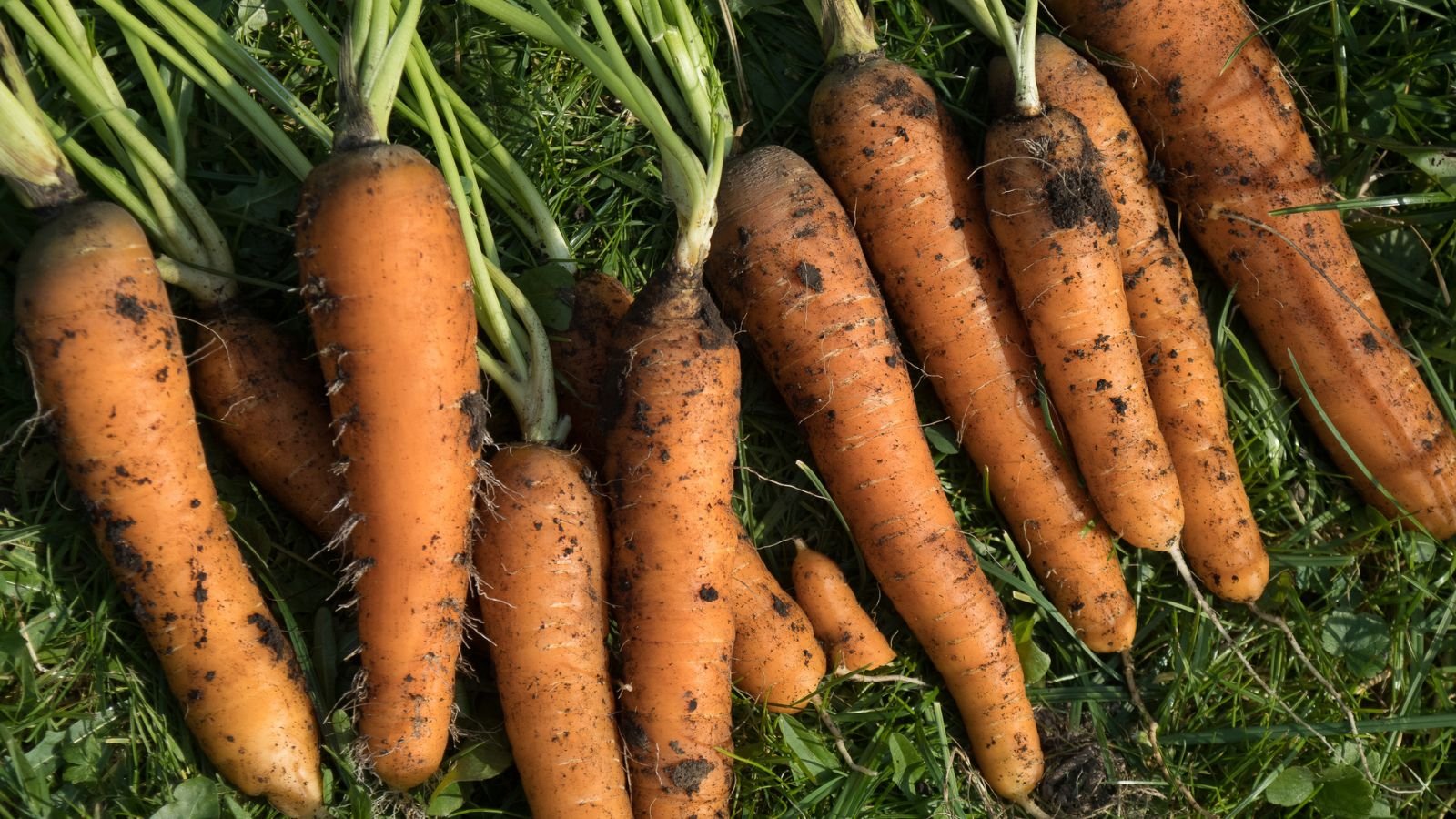A close-up and overhead shot of a composition of freshly harvested orange taproots. all situated in a well lit grassy area outdoors