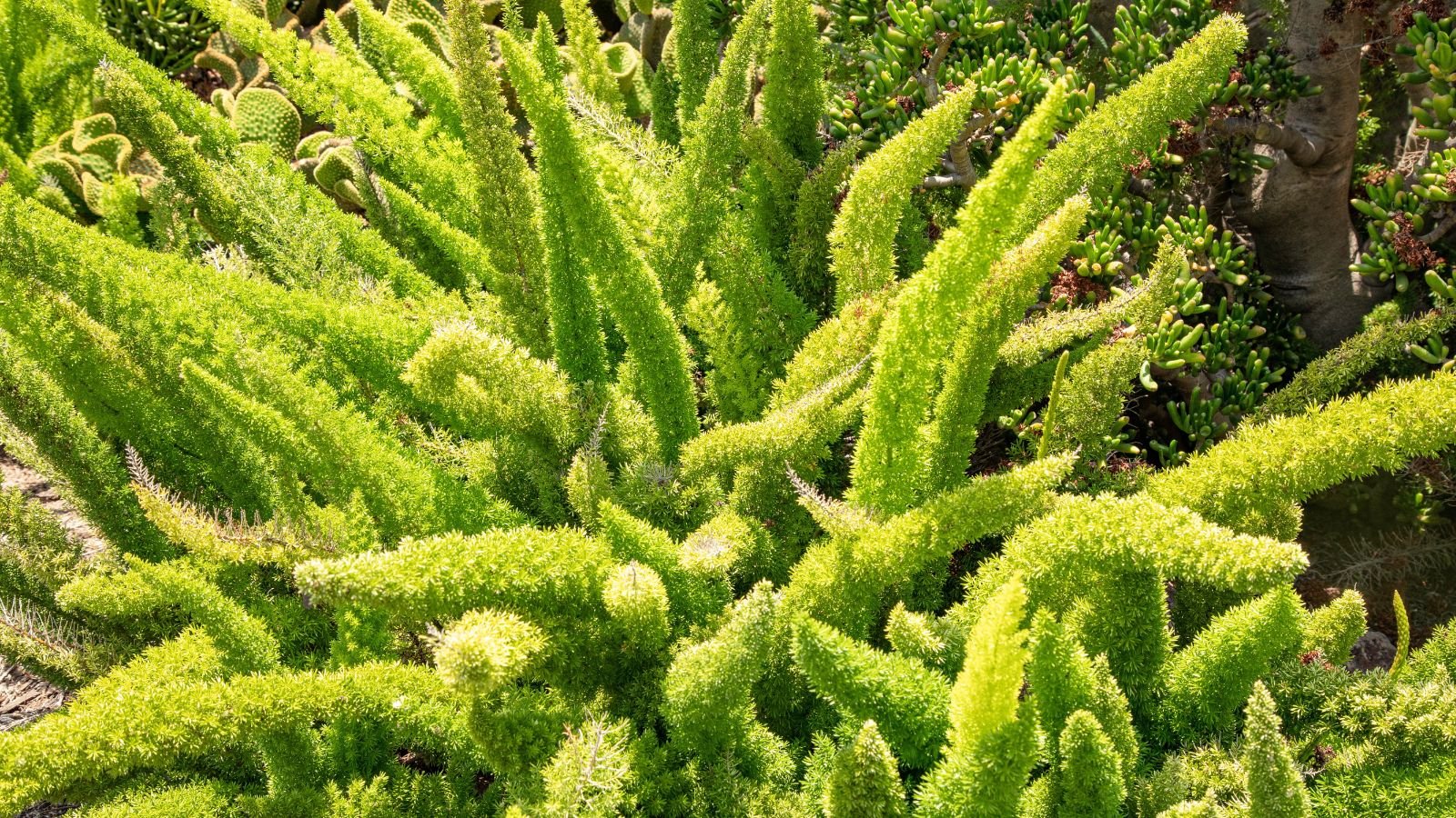 A close-up and overhead shot of a composition of tall stems covered in needle-like leaves, all basking in a bright sunny area outdoors