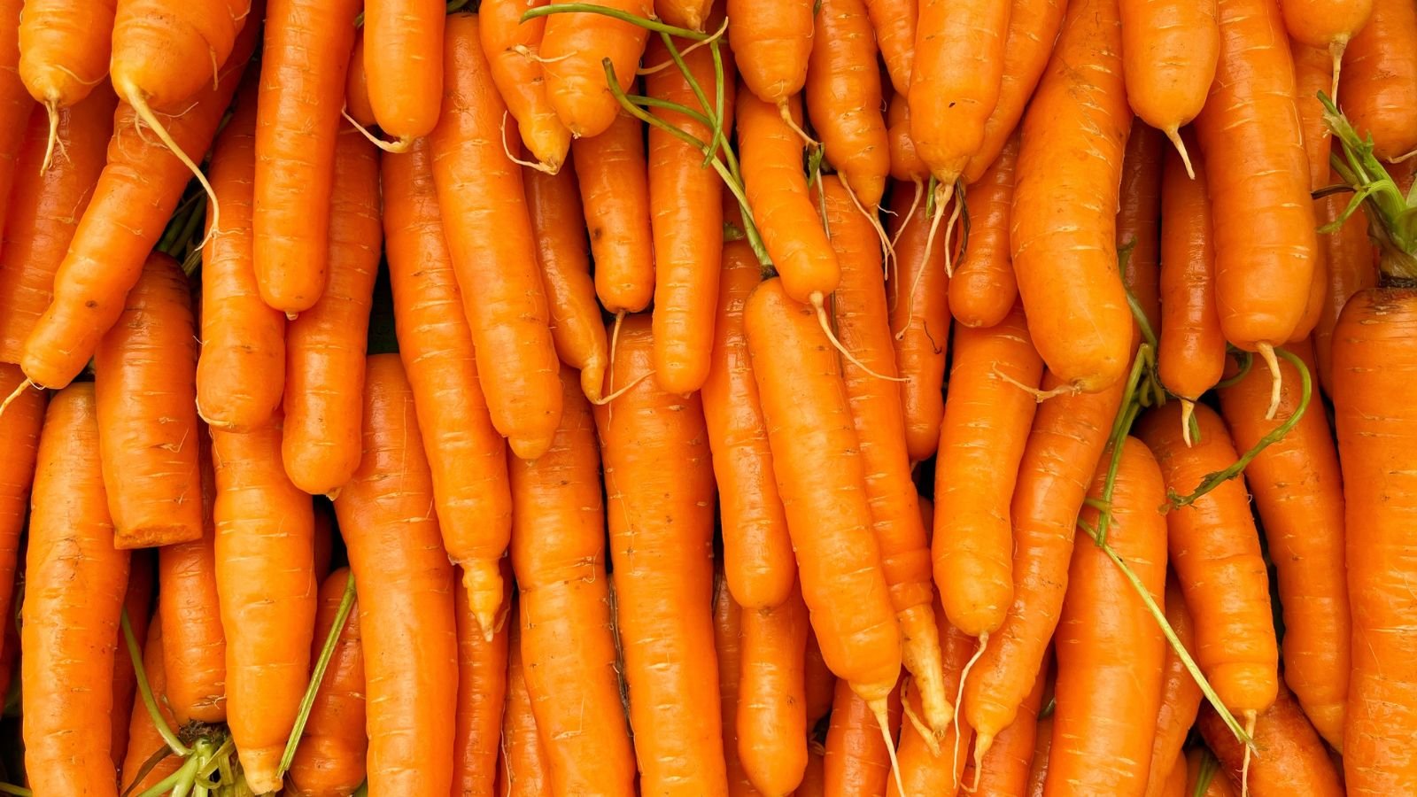 A close-up and overhead shot of a large composition of freshly harvested orange taproot crops, all situated in a well lit area