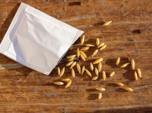 A close-up and overhead shot of an opened packet of plant ovules, placed on a wooden surface, showcasing how long seeds last