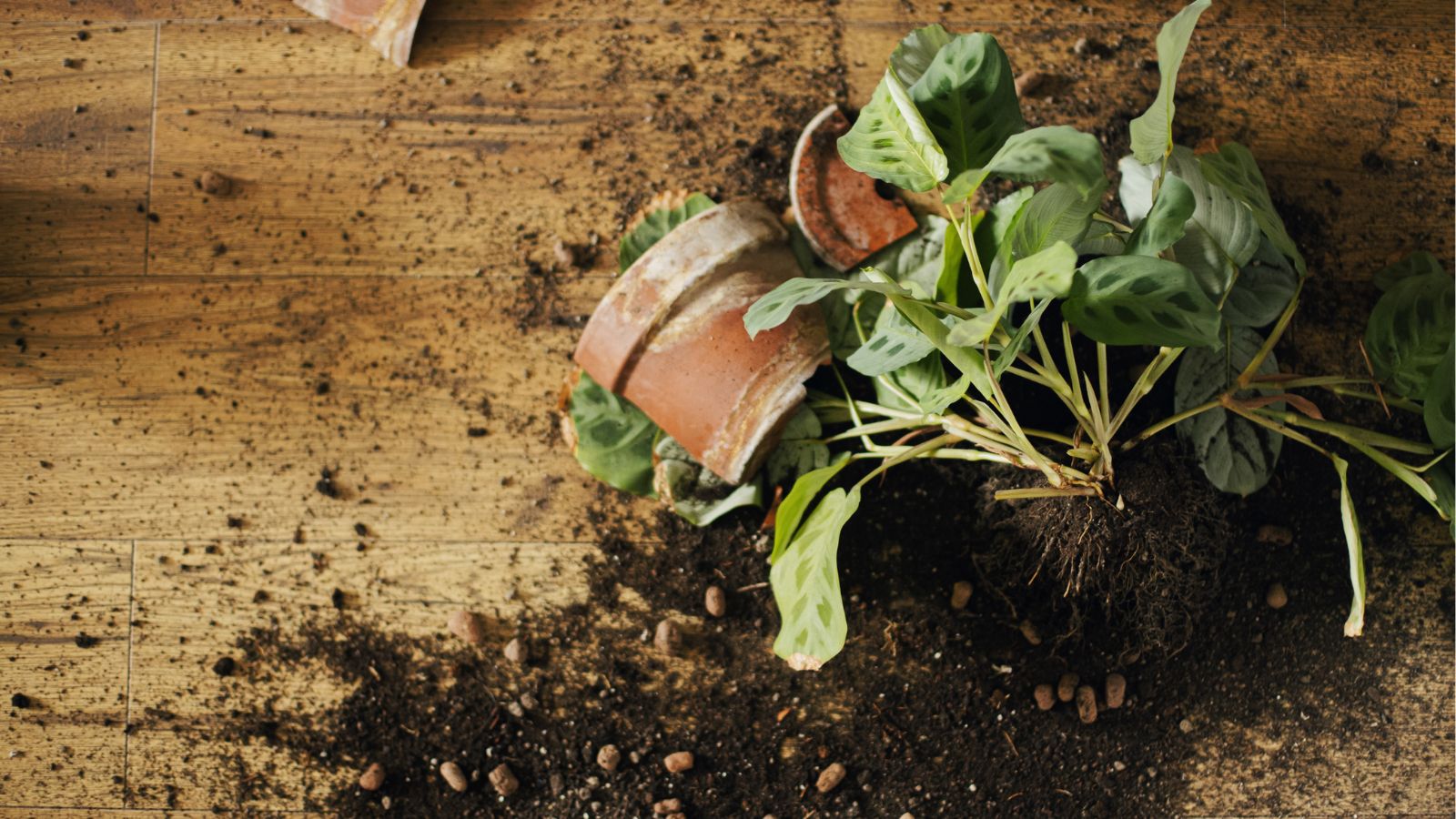 A close-up and overhead shot of exposed roots of a houseplant, placed beside a broken pot, in a well lit area indoors