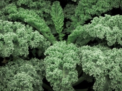 A close-up shot of a composition of blue-green colored leaves with curly edges, showcasing the winterbor kale
