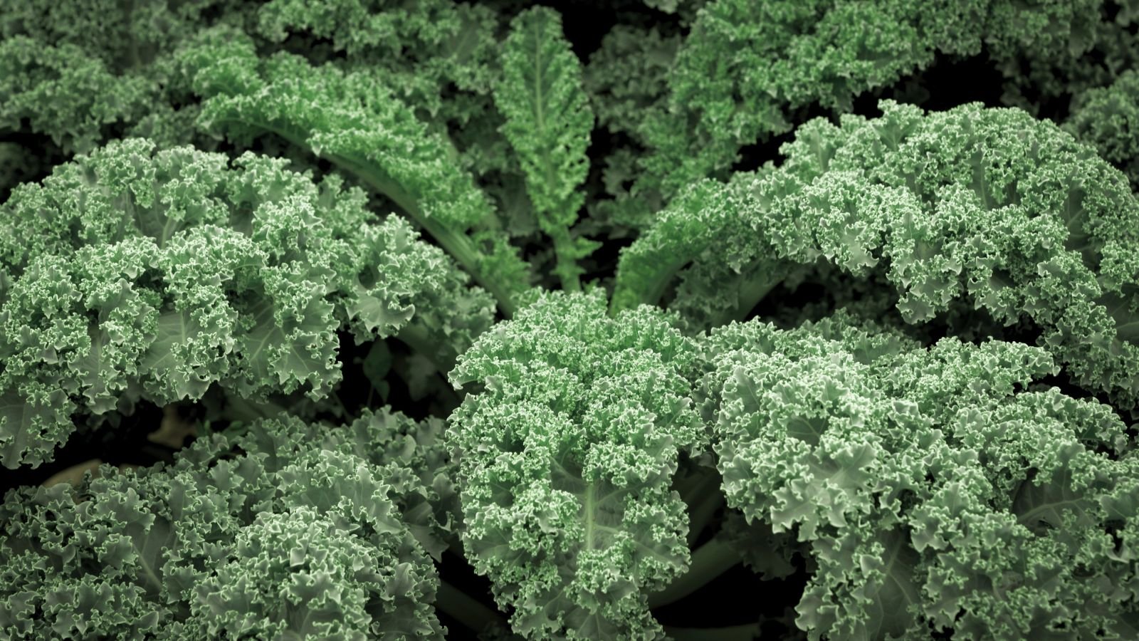 How to Plant, Grow, and Care for ‘Winterbor’ Kale How to Plant, Grow, and Care for ‘Winterbor’ Kale