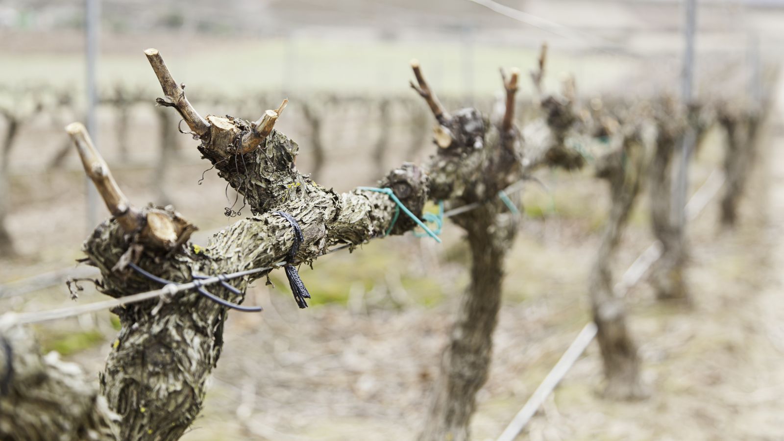 A close-up shot of a composition of trimmed woody fruit-bearing plants, all arranged in a row, supported with wires, in a well lit area outdoors