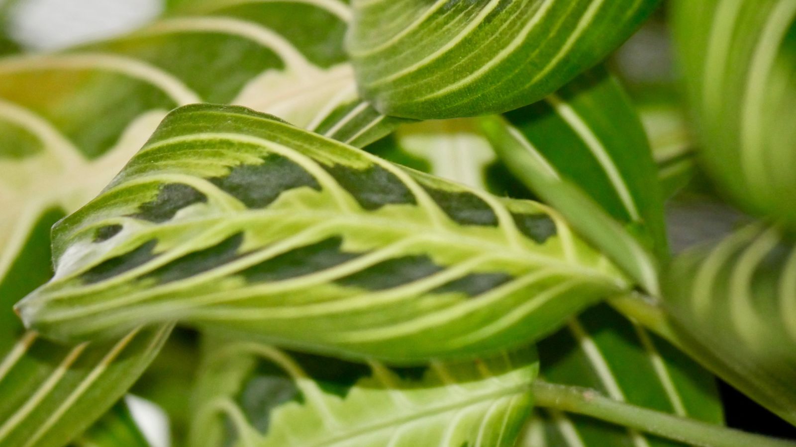 A close-up shot of a composition of wide, flat leaves with yellowish veins of a houseplant, all situated in a well lit area indoors