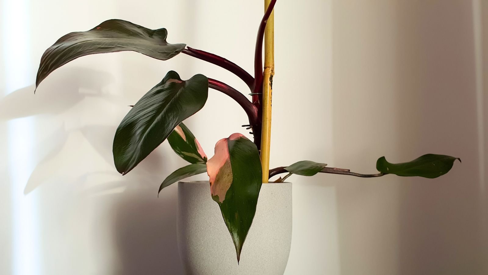 A close-up shot of a developing and variegated houseplant, placed on a small white pot, in a well lit area indoors