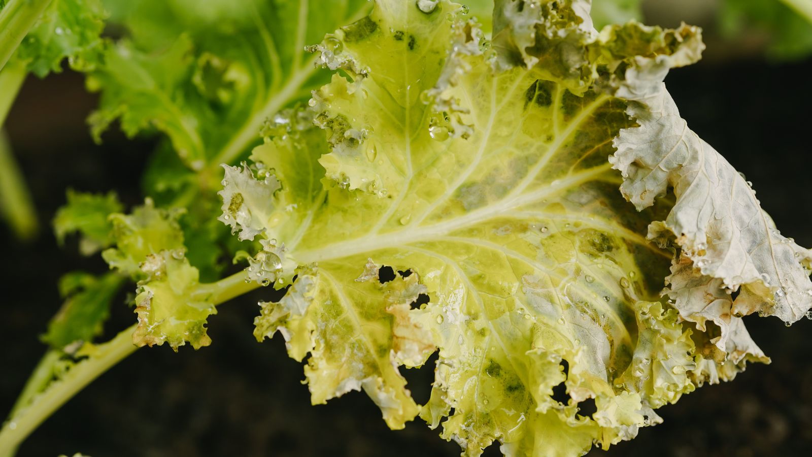 A close-up shot of a dying and yellowing leaf of a crop, showcasing the severity of the damage
