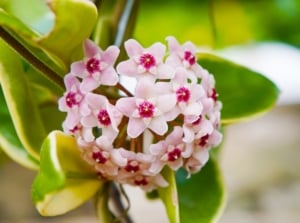 A close-up shot of a globular cluster of small pink-red colored flowers alongside waxy leaves, showcasing easy way hoya bloom