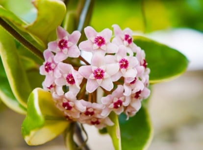 A close-up shot of a globular cluster of small pink-red colored flowers alongside waxy leaves, showcasing easy way hoya bloom