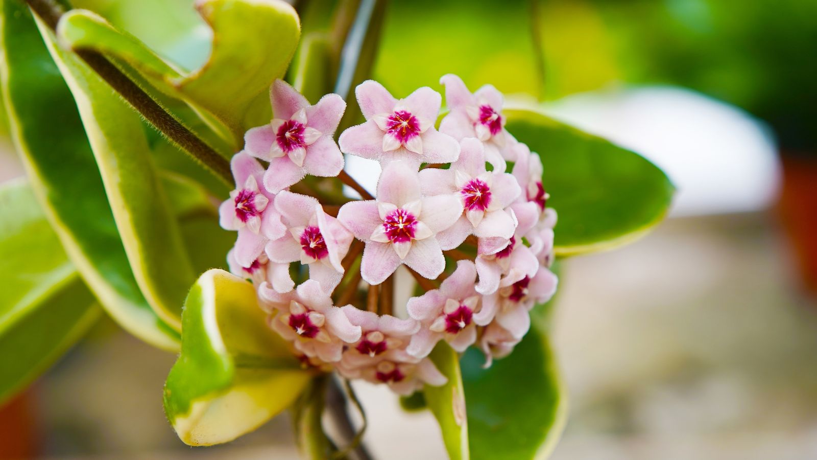 The Easy Way to Get Your Hoya to Bloom