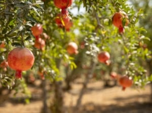A close-up shot of a large composition of dangling red round fruits, showcasing fruit trees plant february