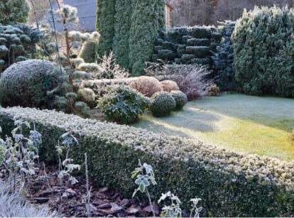 A close-up shot of a large composition of tall foliage, all covered in light snow, showcasing hedge plants winter