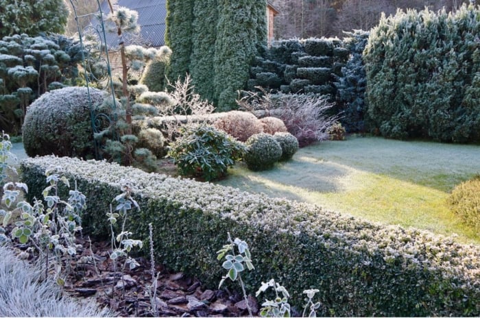 A close-up shot of a large composition of tall foliage, all covered in light snow, showcasing hedge plants winter