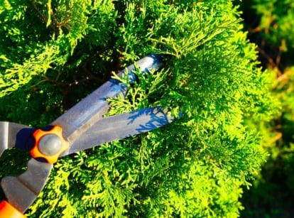 A close-up shot of a large pruner, in the process of trimming branches and leaves of a tree, showcasing january pruning guide plants