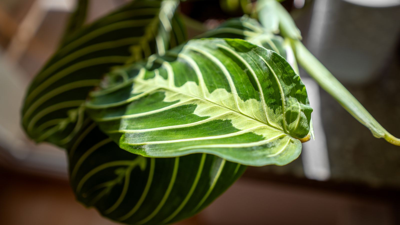 A close-up shot of a leaf of a houseplant, basking in bright indirect sunlight indoors