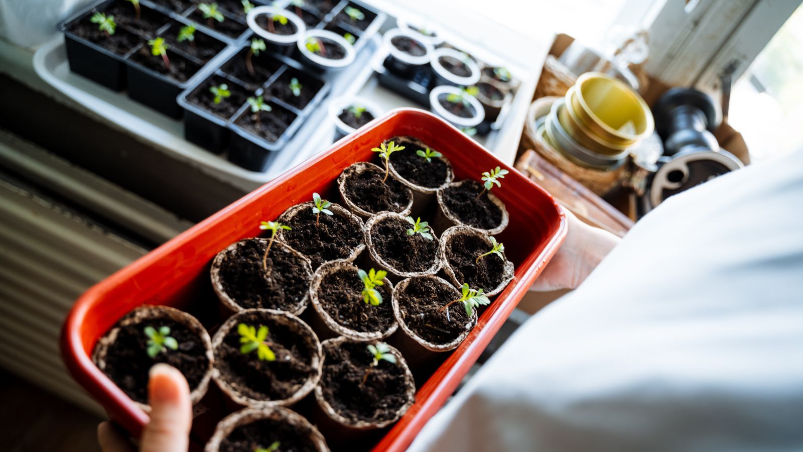 A close-up shot of a person in the process of holding a small container filled with nursery pots, all situated in a well lit area indoors